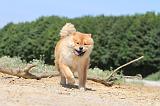 CHOW CHOW 150